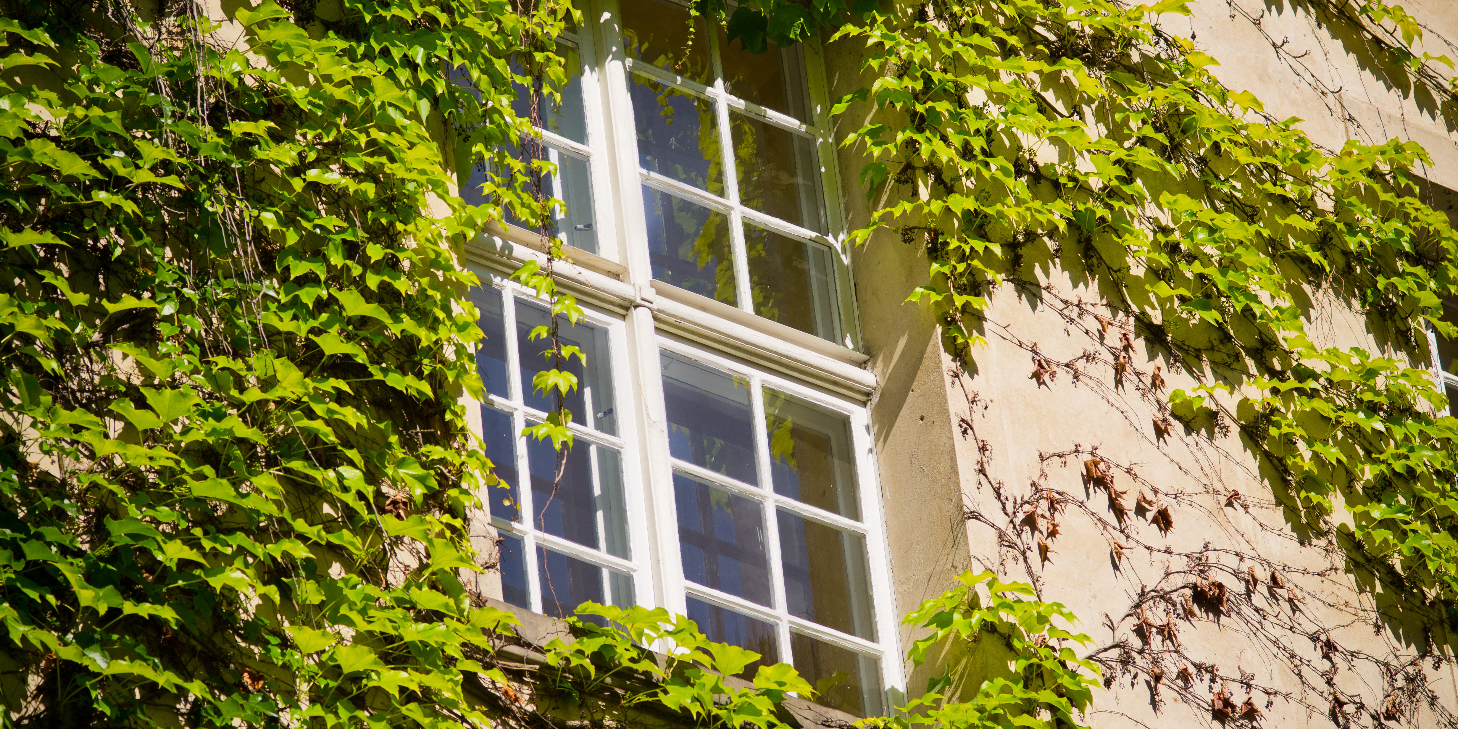 repair a sash sash window